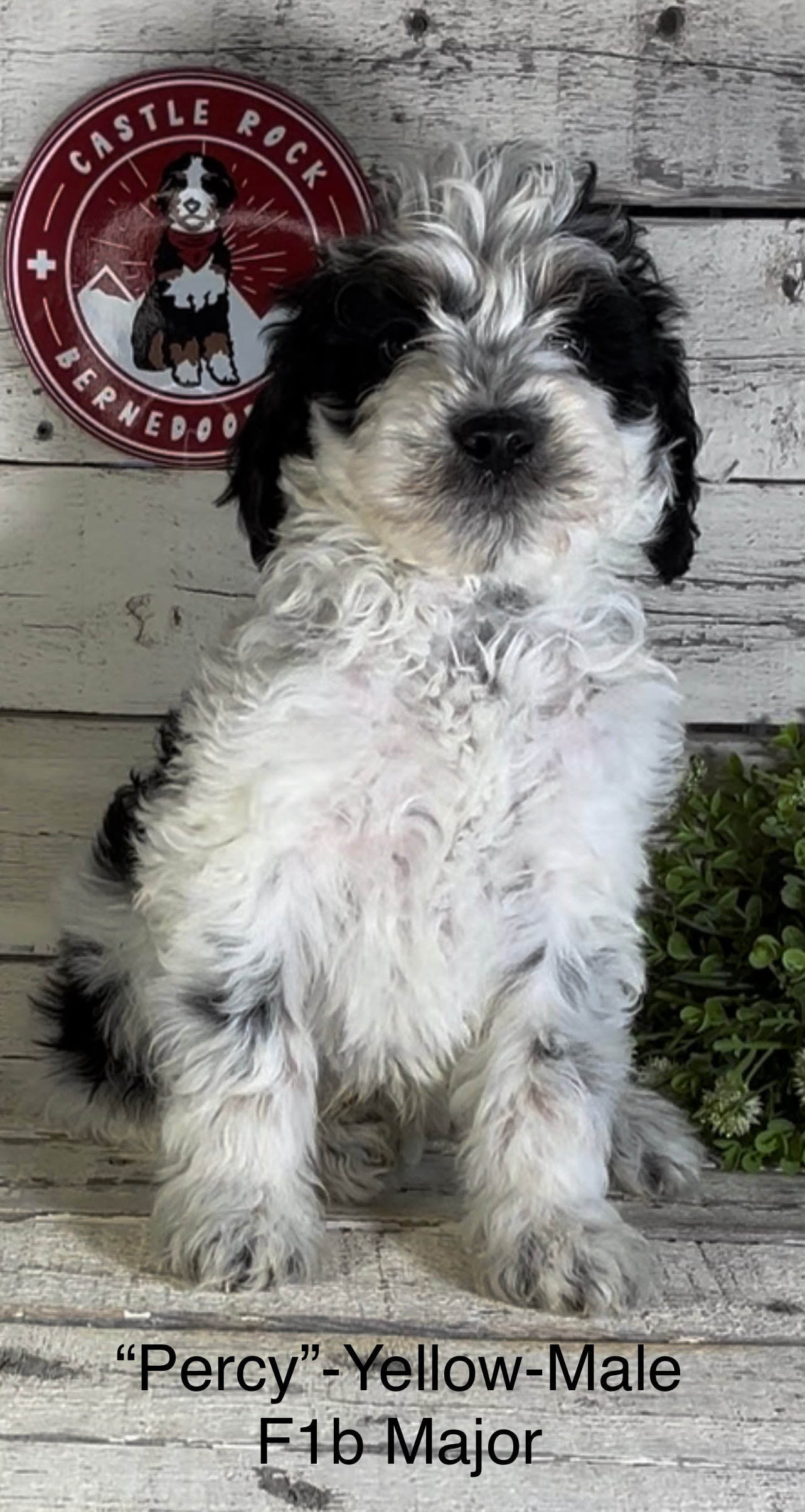 Percy (Male, F1b Major Bernedoodle)