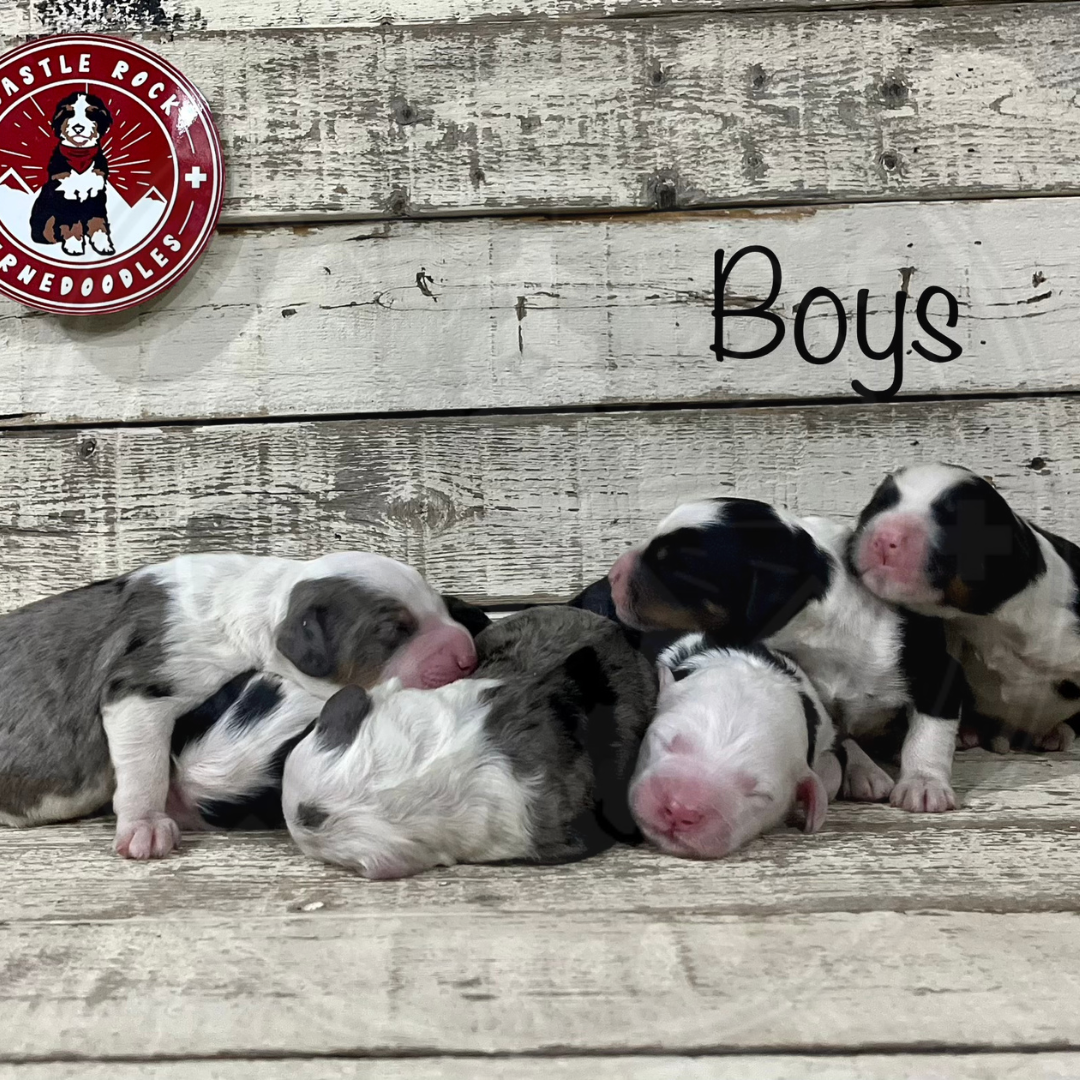 F1 Mini Tri-color & Merle Bernedoodle Males