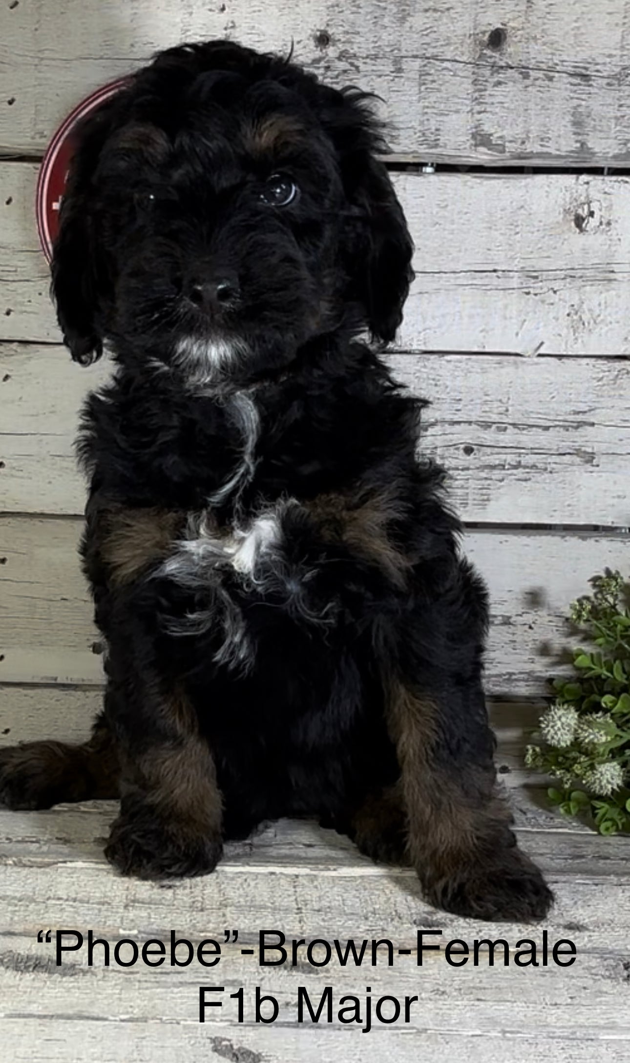 Phoebe (Female, F1b Major Bernedoodle)