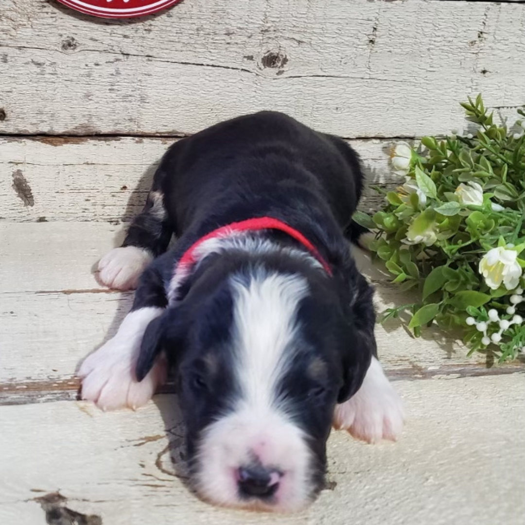 Aaron (Male, F1 Major Bernedoodle)