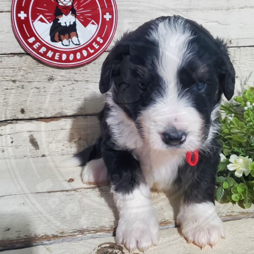 Aaron (Male, F1 Major Bernedoodle)