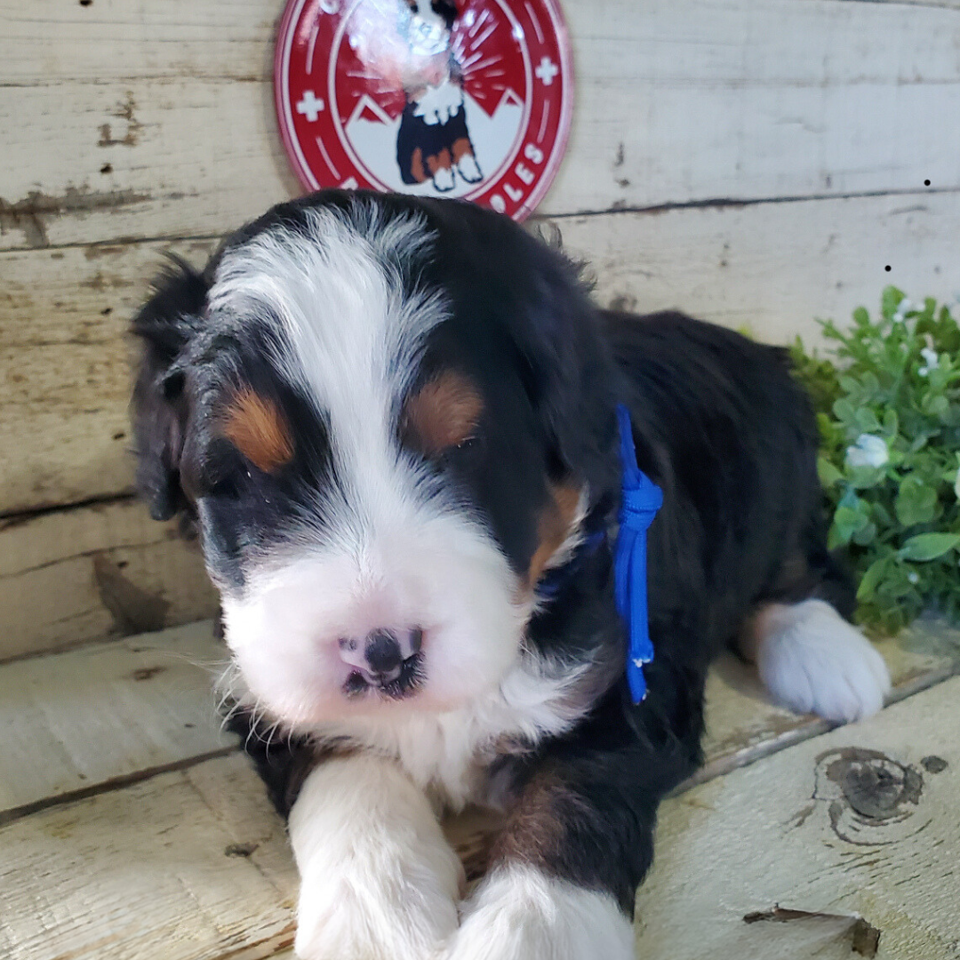 Acorn (Male, F1 Mini Bernedoodle)