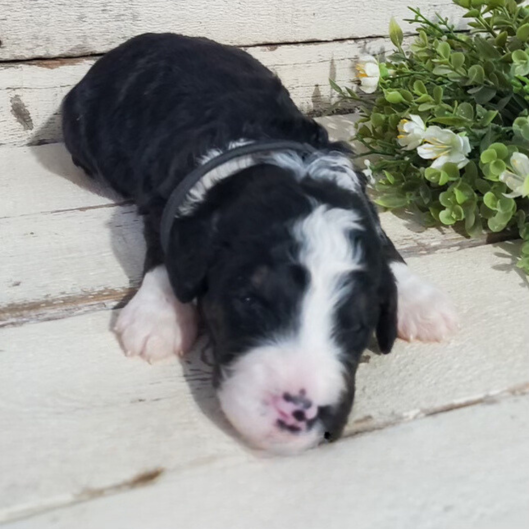 Addison (Female, F1 Major Bernedoodle)