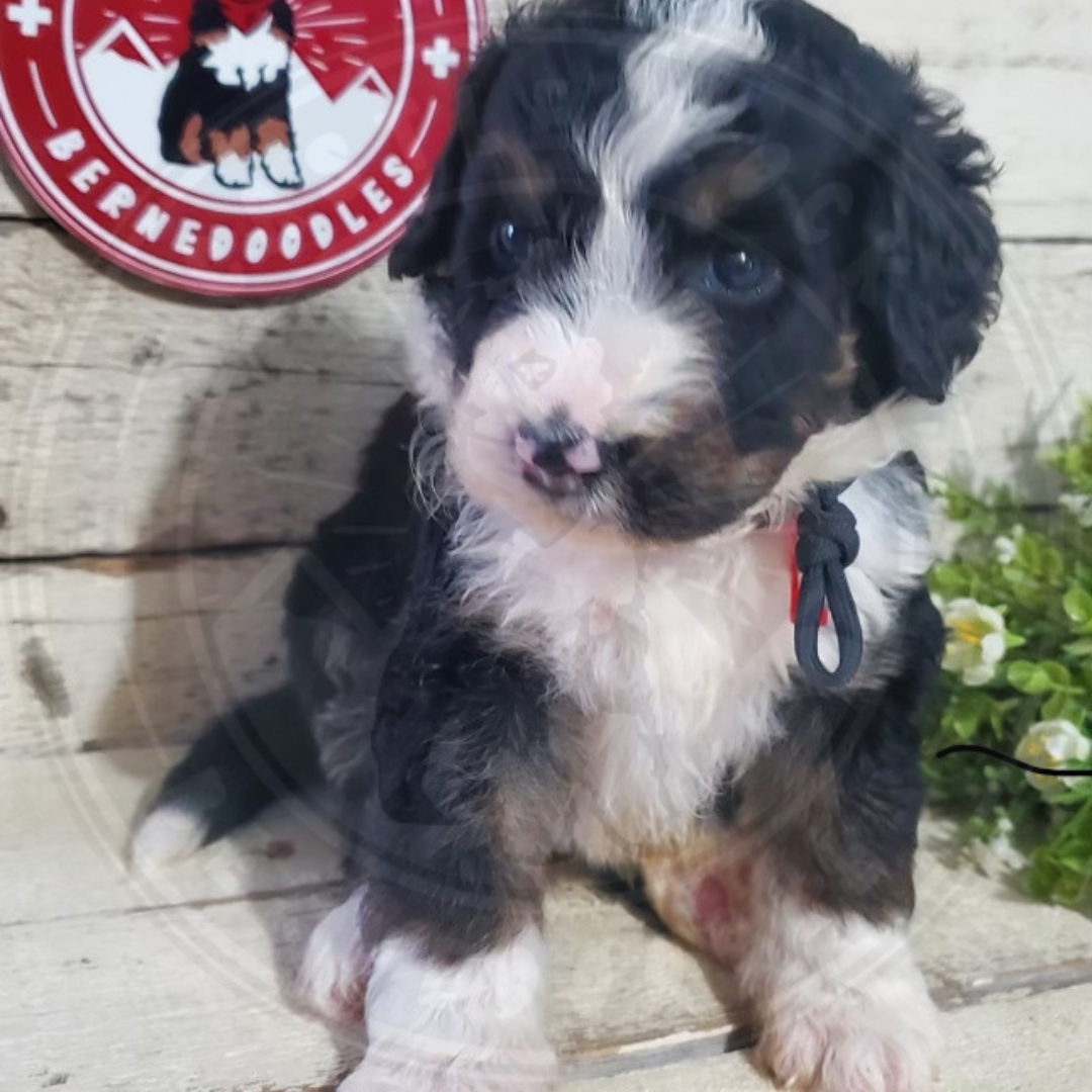 Addison (Female, F1 Major Bernedoodle)