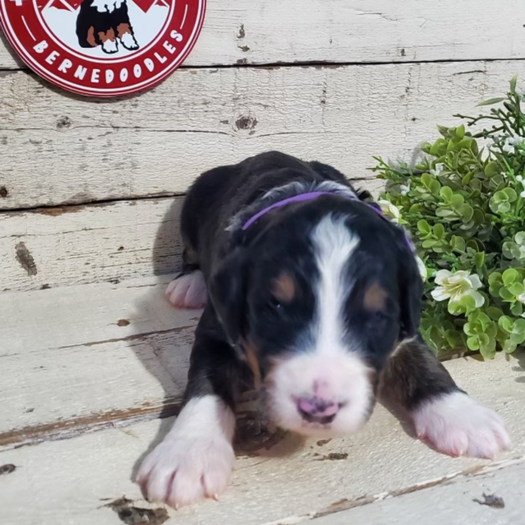 Alden (Male, F1 Major Bernedoodle)
