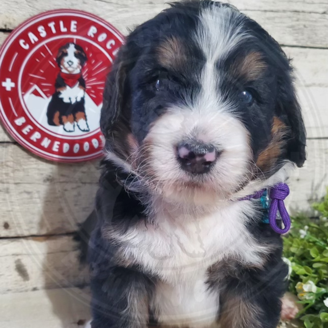 Alden (Male, F1 Major Bernedoodle)