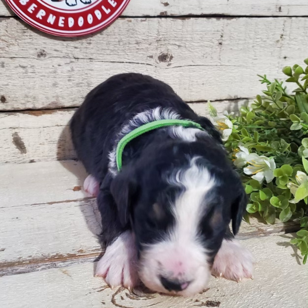 Alex (Male, F1 Major Bernedoodle)