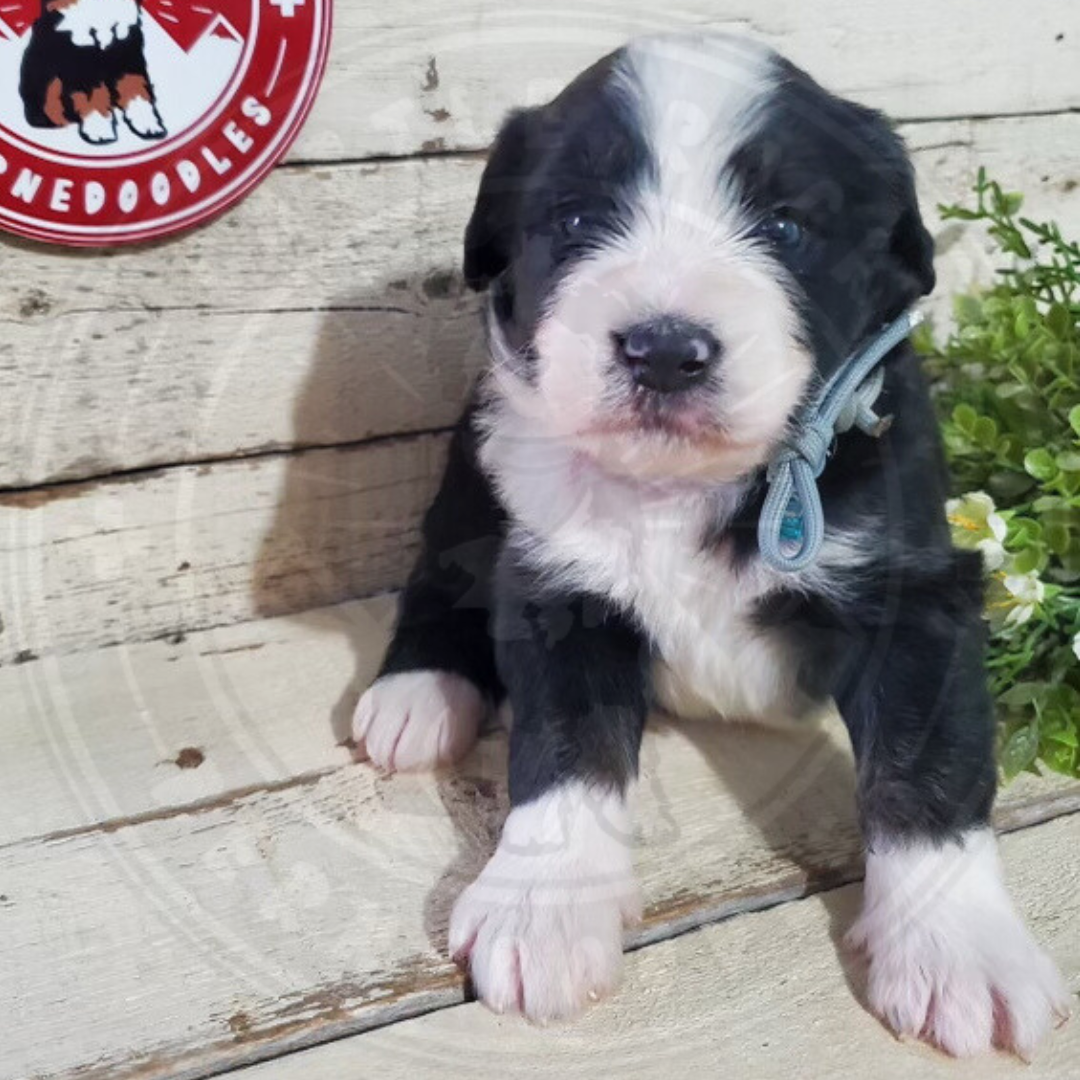 Alice (Female, F1 Major Bernedoodle)