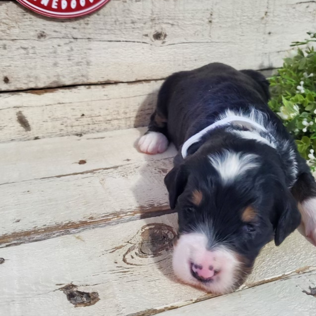 Ameila (Female, F1 Major Bernedoodle)