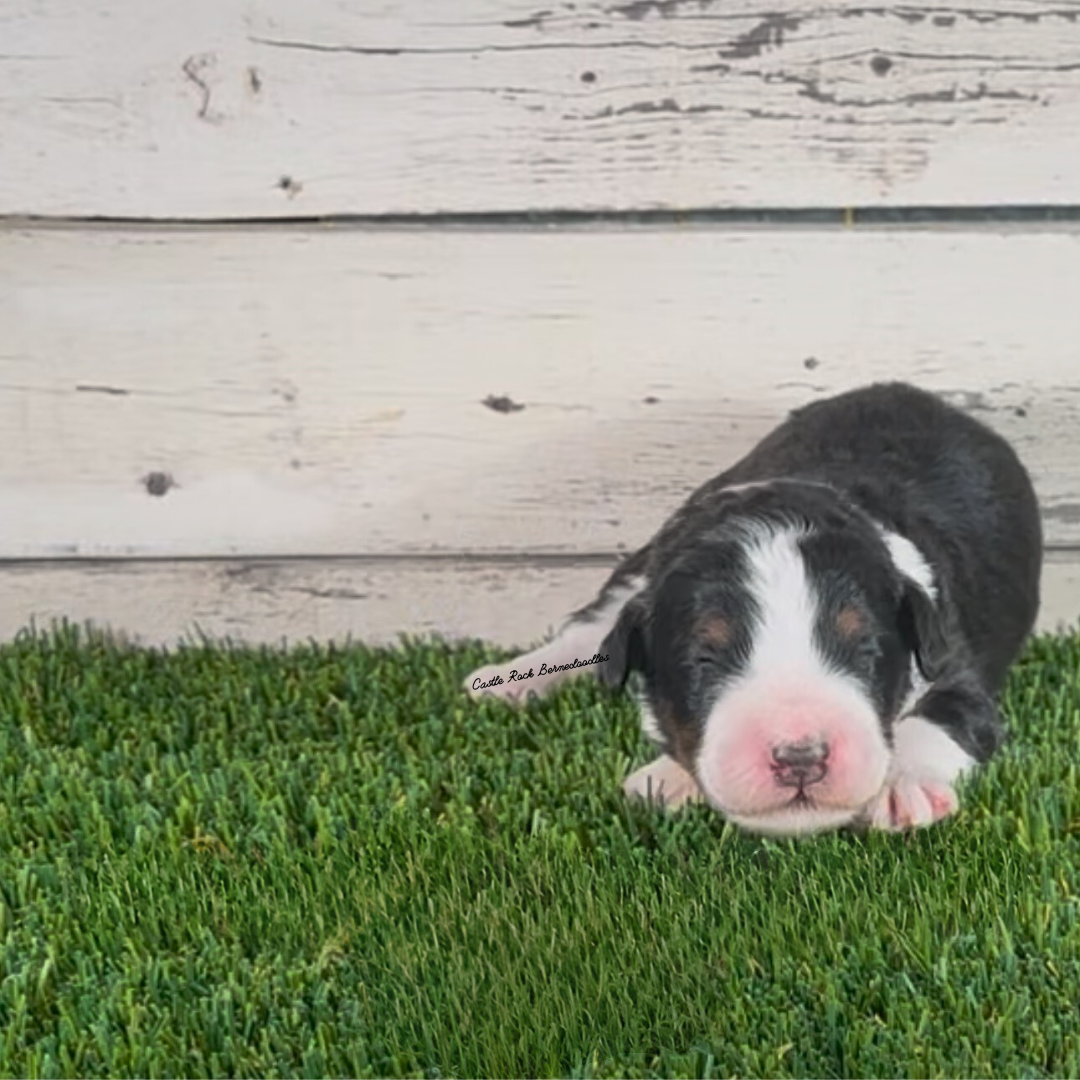 Angel (Female, F1 Mini Bernedoodle) - FOUND A NEW HOME