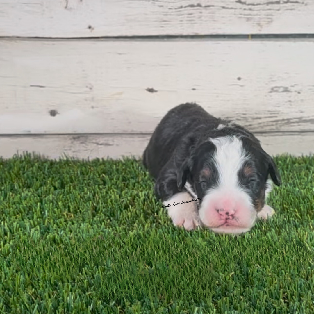 Anna (Female, F1 Mini Bernedoodle) - FOUND A NEW HOME