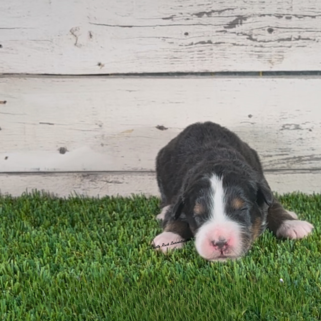 Arthur (Male, F1 Mini Bernedoodle) - FOUND A NEW HOME