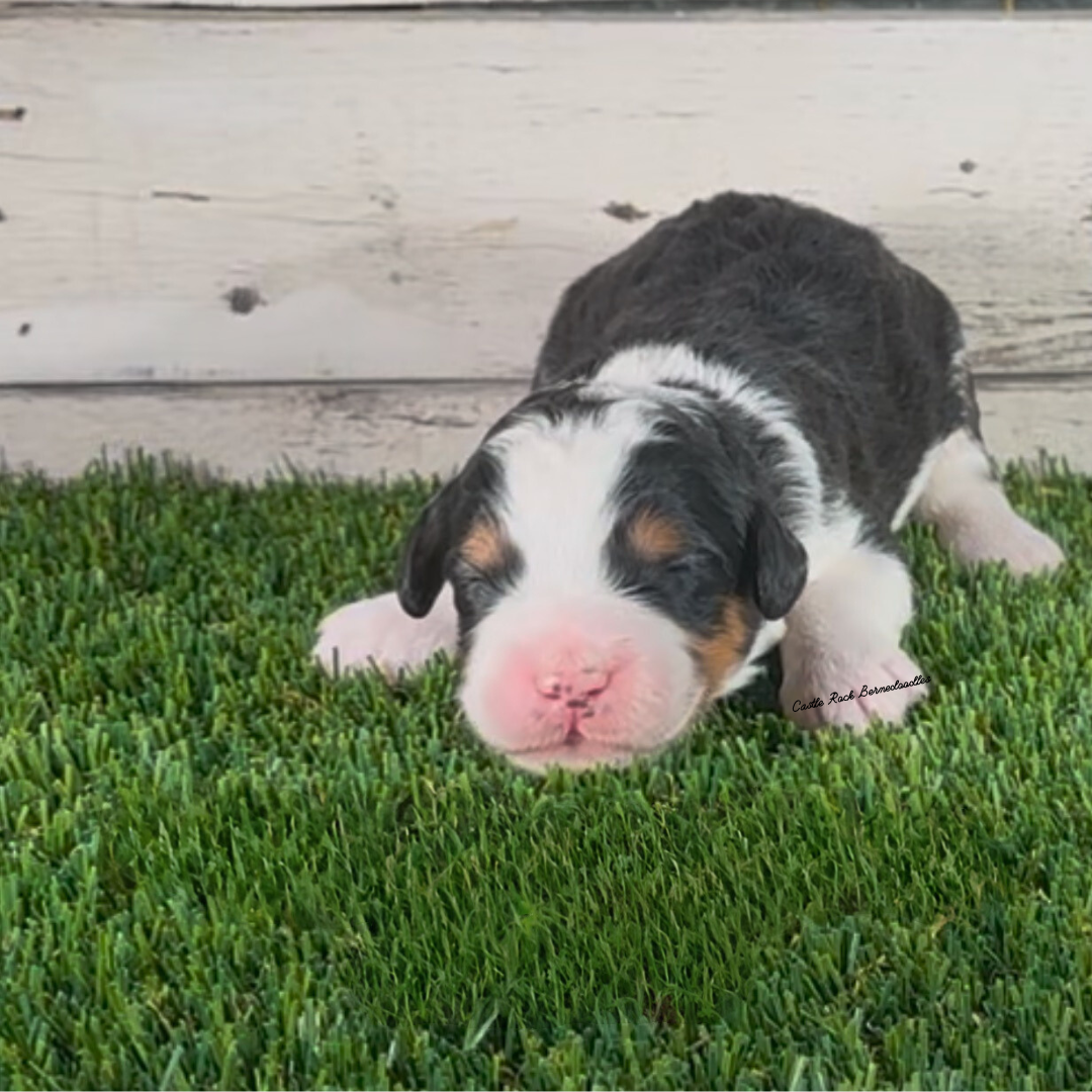 Asher (Male, F1 Mini Bernedoodle) - FOUND A NEW HOME