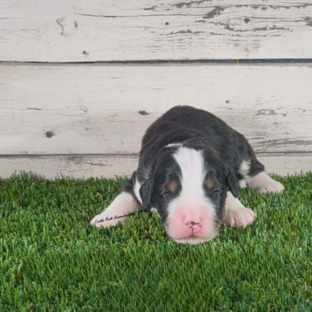 Atlas (Male, F1 Mini Bernedoodle) - FOUND A NEW HOME