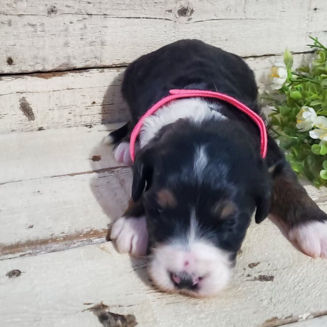 Audrey (Female, F1 Major Bernedoodle)