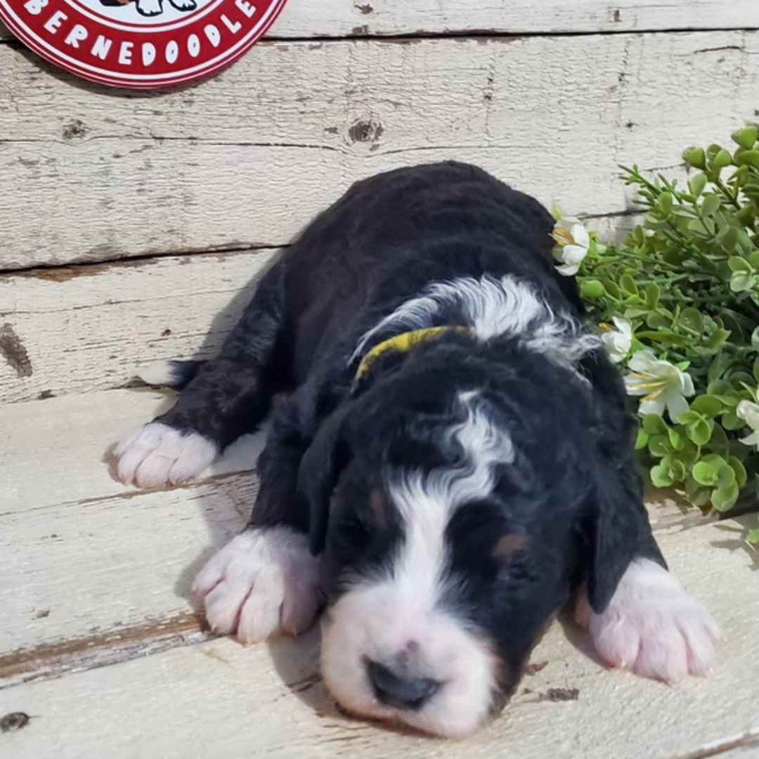Austin (Male, F1 Major Bernedoodle)