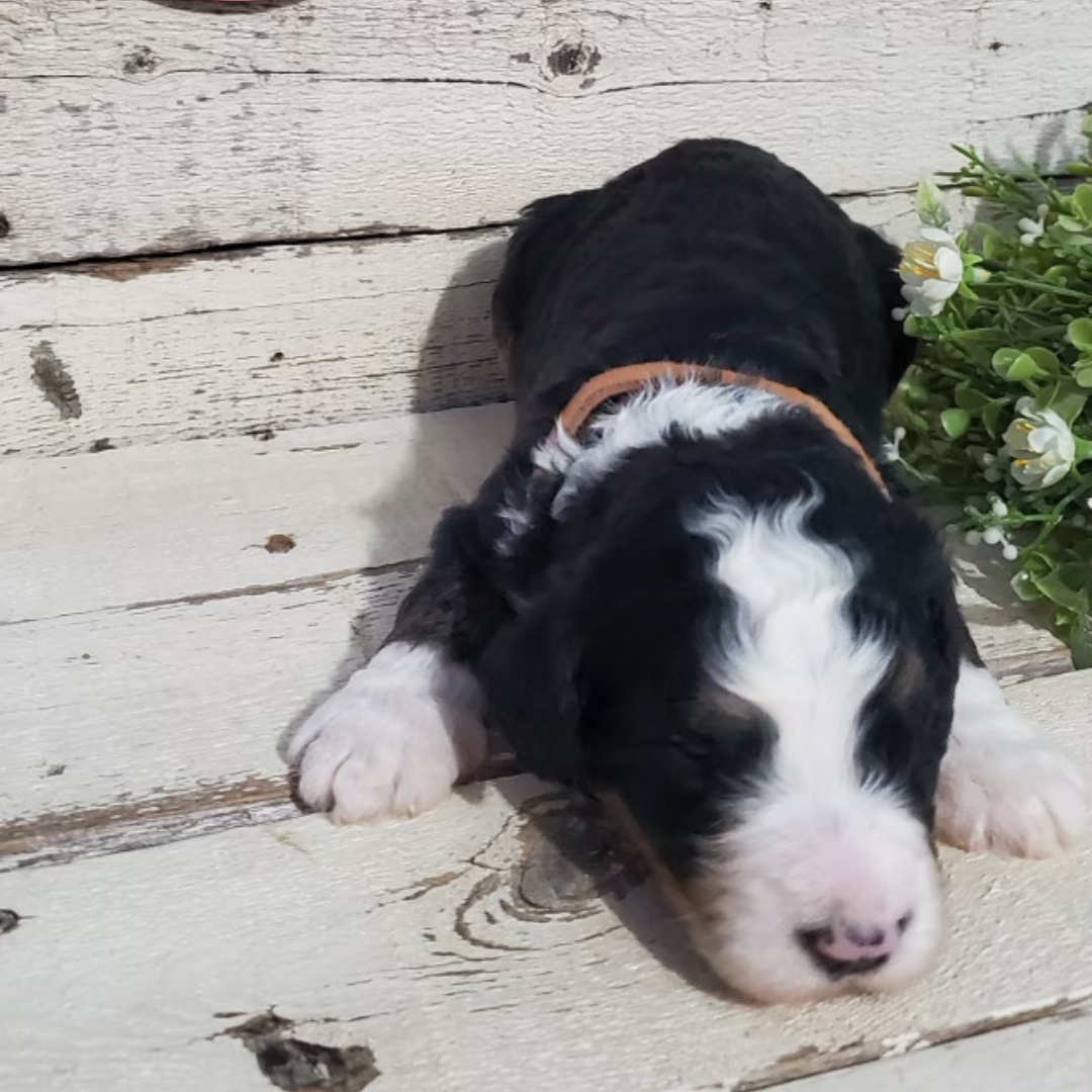 Ava (Female, F1 Major Bernedoodle)