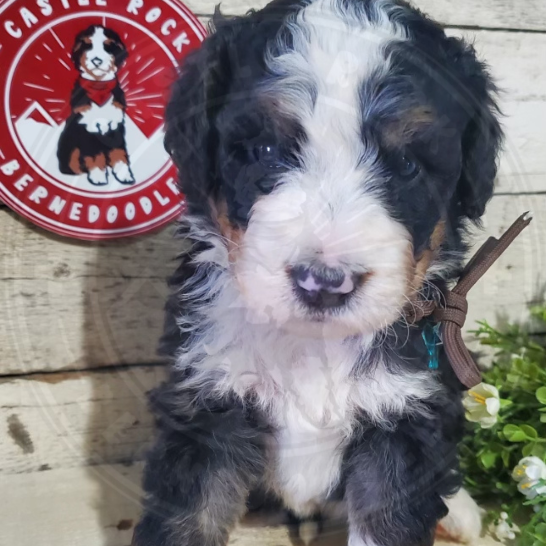Ava (Female, F1 Major Bernedoodle)