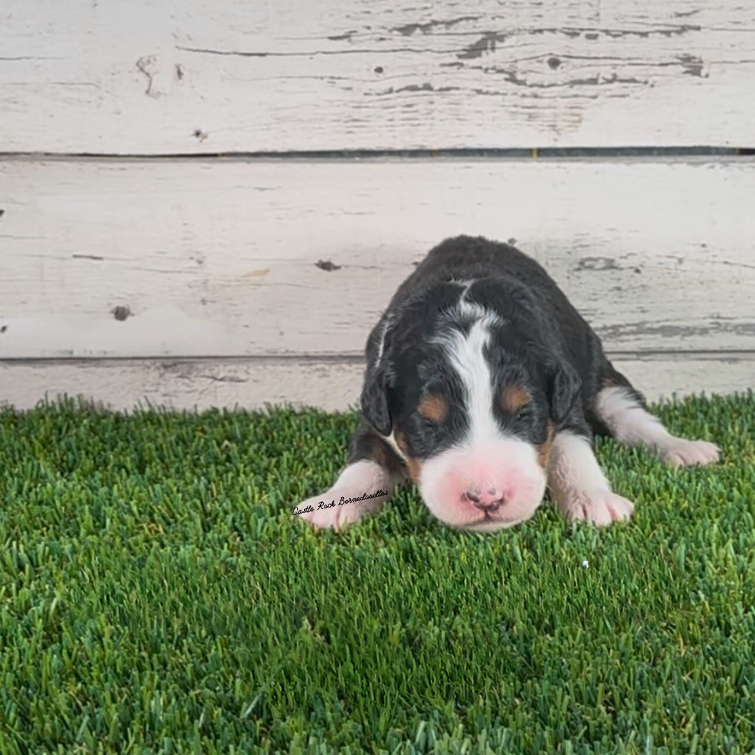 Avery (Female, F1 Mini Bernedoodle) - FOUND A NEW HOME