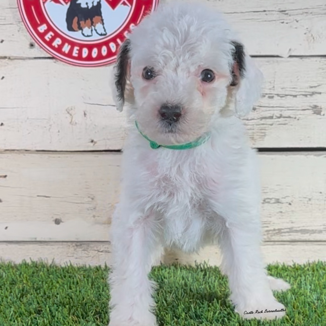 Avery (Male, F1b Major Bernedoodle) - FOUND A NEW HOME