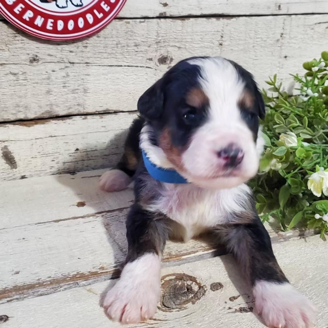Axel (Male, F1 Major Bernedoodle)