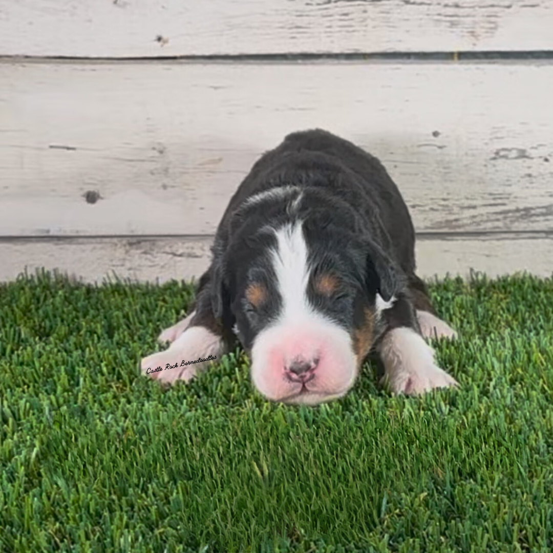 Axel (Male, F1 Mini Bernedoodle) - FOUND A NEW HOME