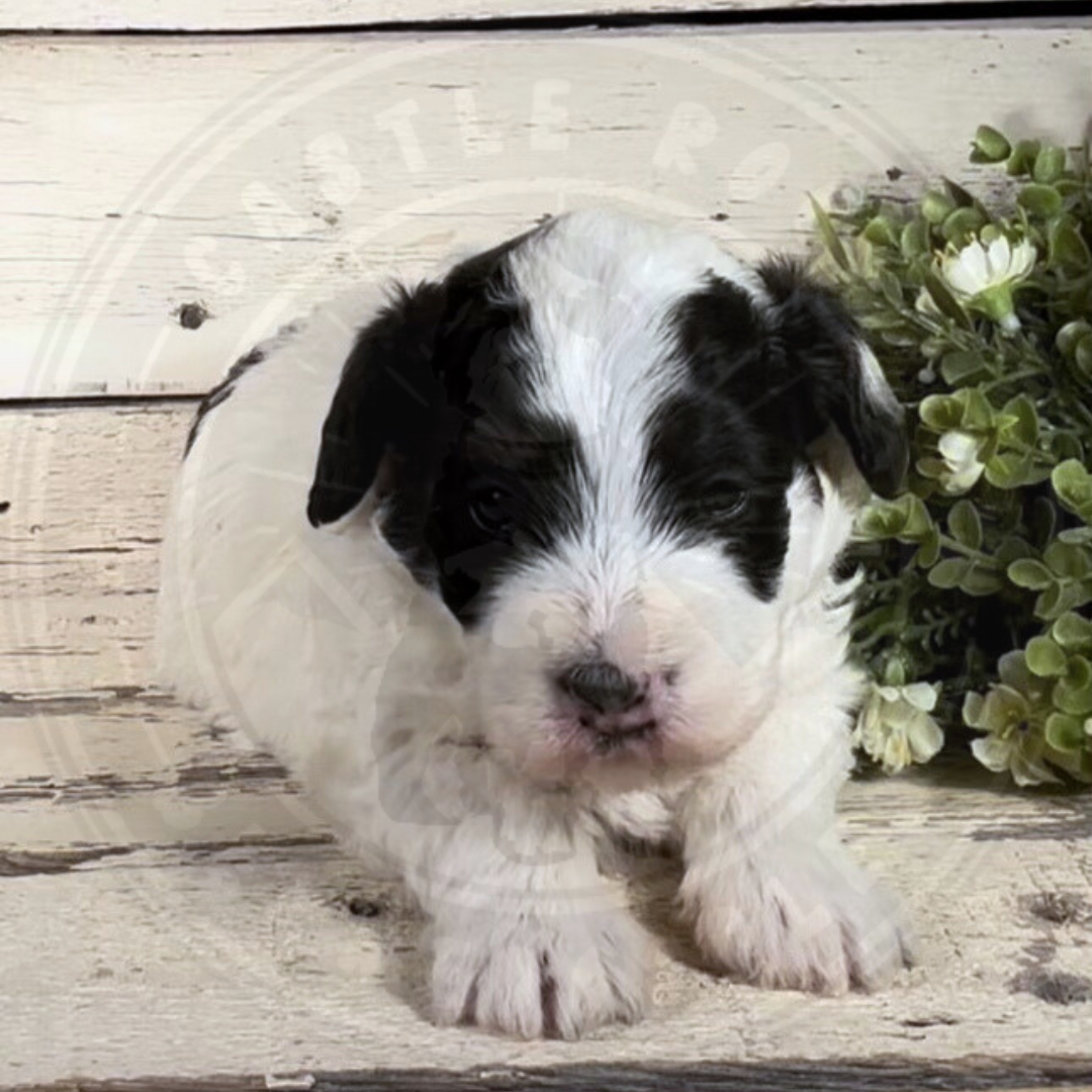 Bambi (Female, F1b Micro Bernedoodle)