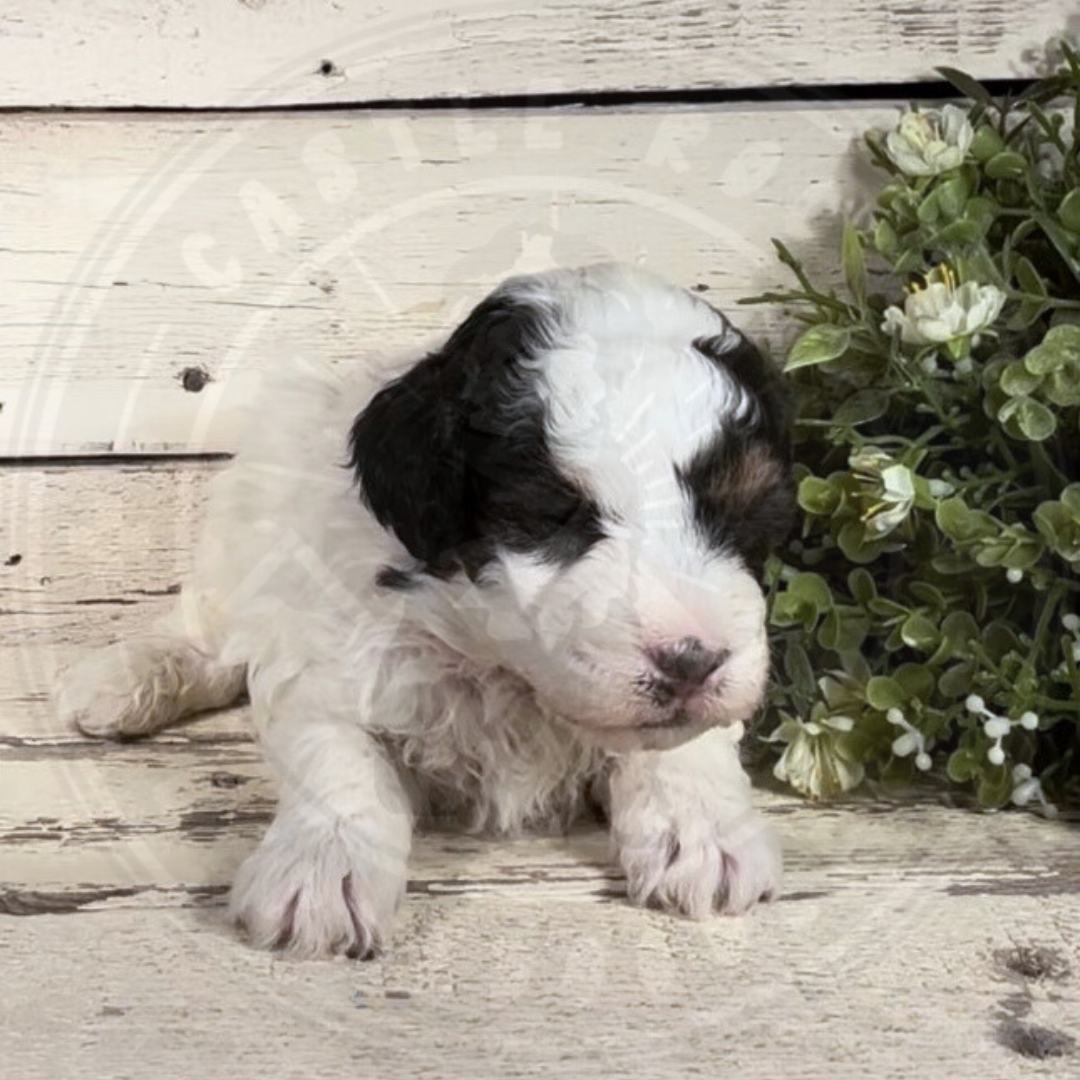 Banks (Male, F1b Micro Bernedoodle)