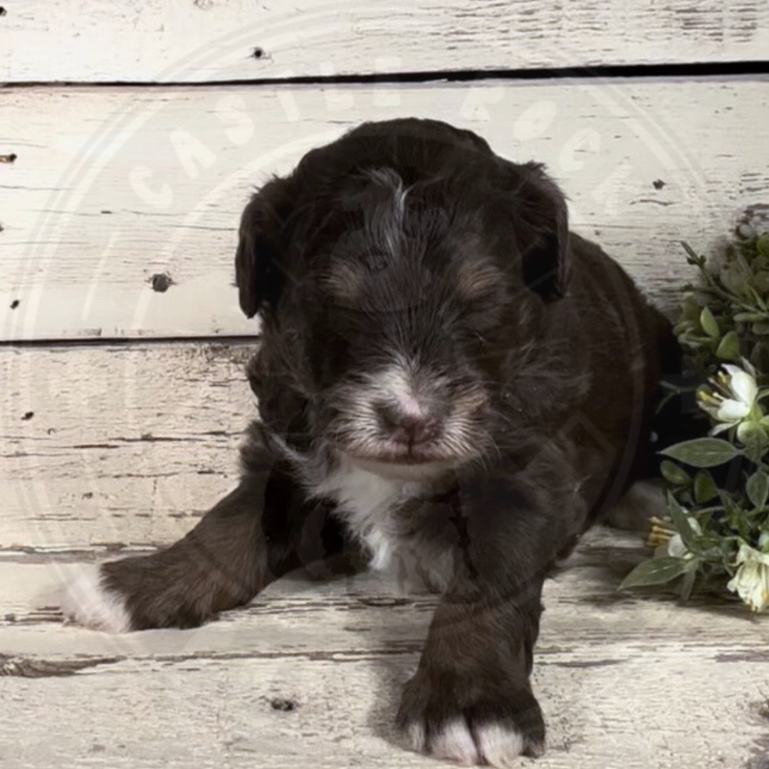 Bear (Male, F1b Micro Bernedoodle)