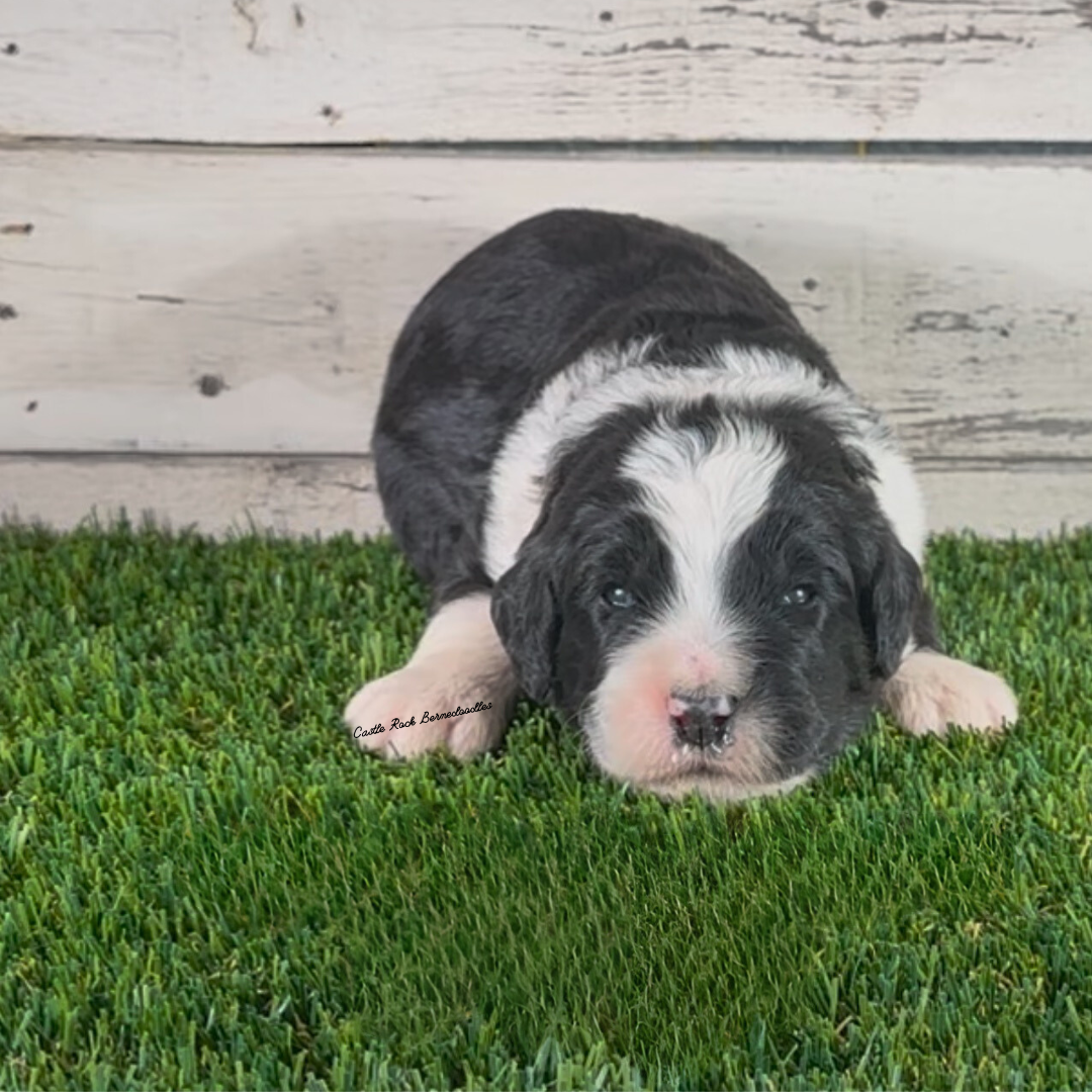 Beau (Male, F1 Major Bernedoodle) - FOUND A NEW HOME