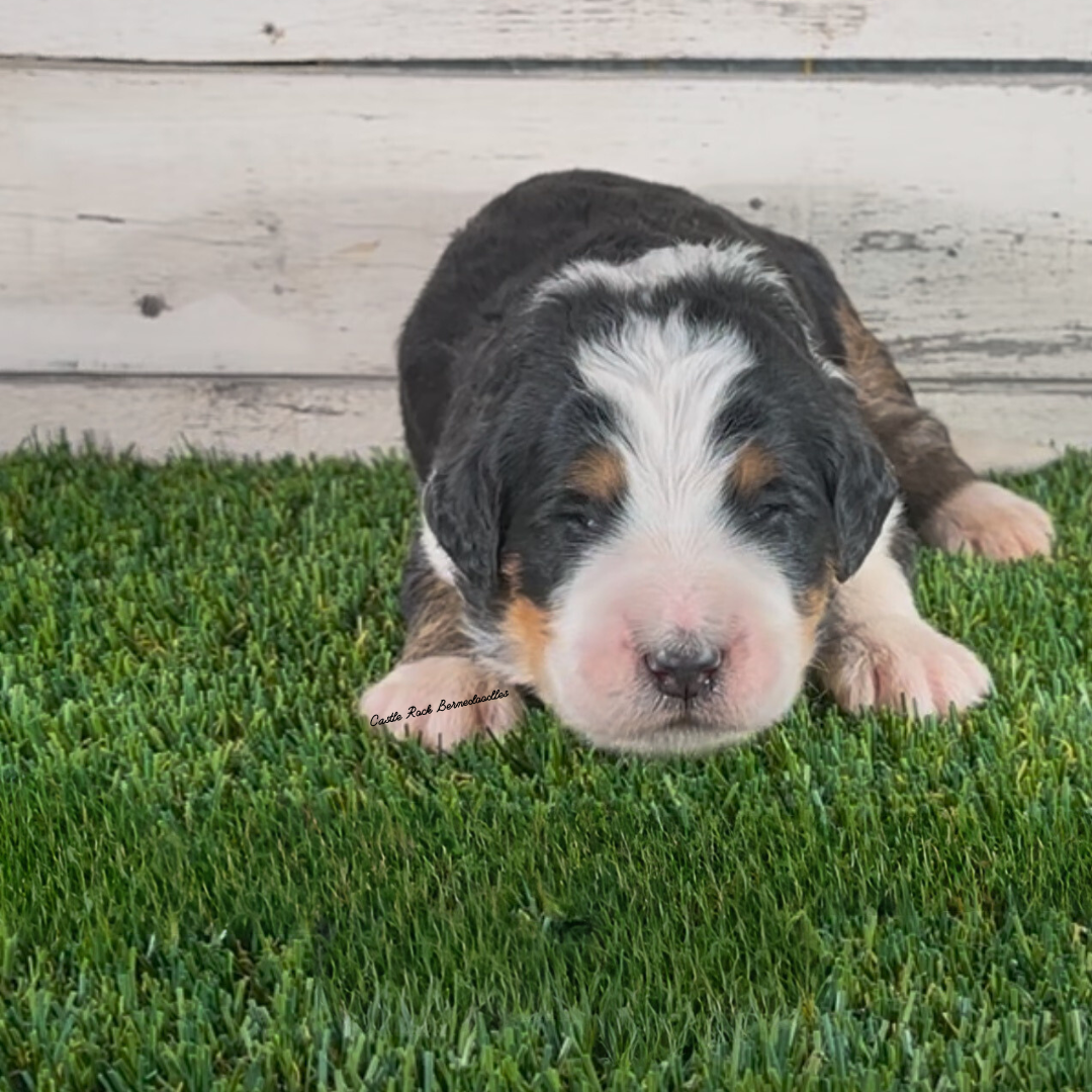 Beckham (Male, F1 Major Bernedoodle) - FOUND A NEW HOME