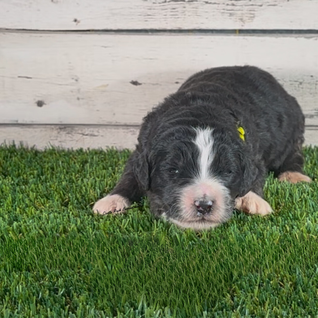Bella (Female, F1 Major Bernedoodle) - FOUND A NEW HOME