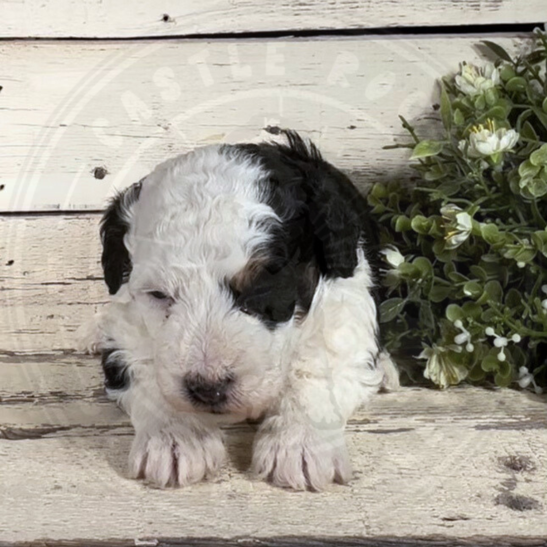 Benji (Male, F1b Micro Bernedoodle)