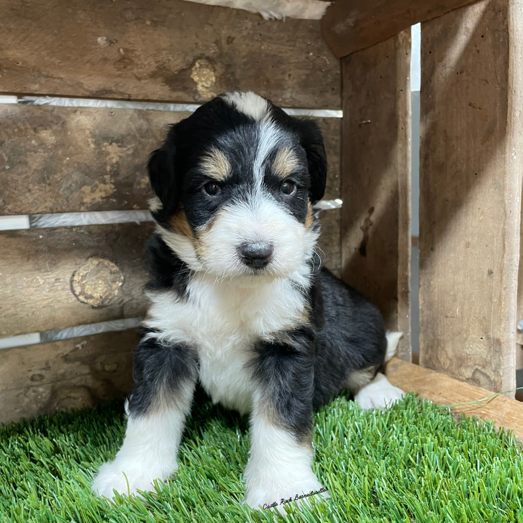 Ugo (Male, F1 Mini Bernedoodle) - FOUND A NEW HOME