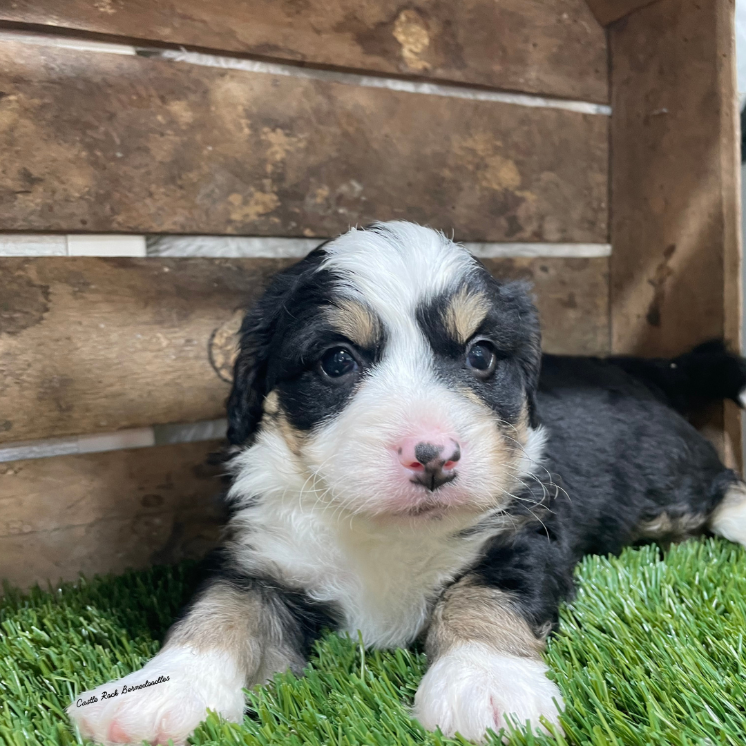 Valor (Male, F1 Tiny Bernedoodle) - FOUND A NEW HOME