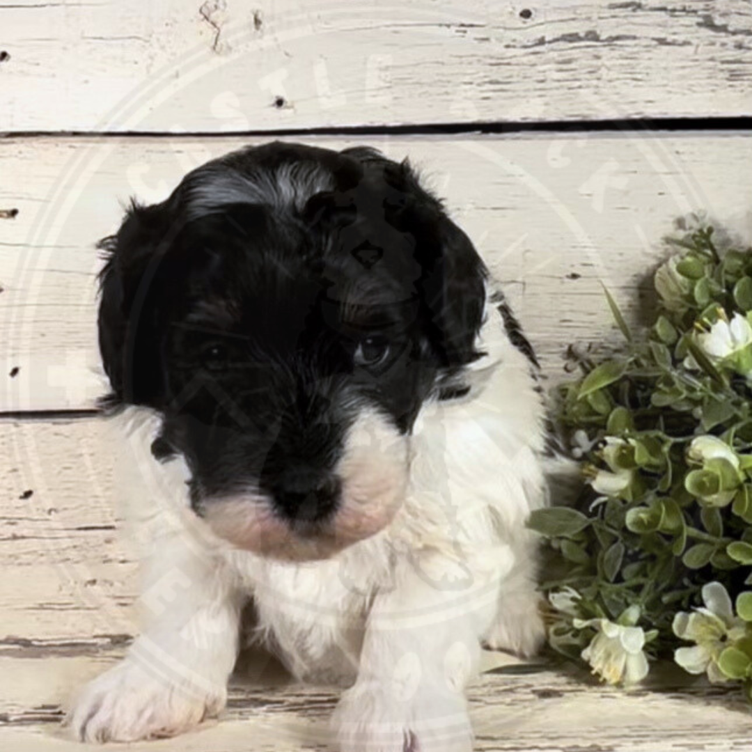 Blaine (Female, F1b Micro Bernedoodle)