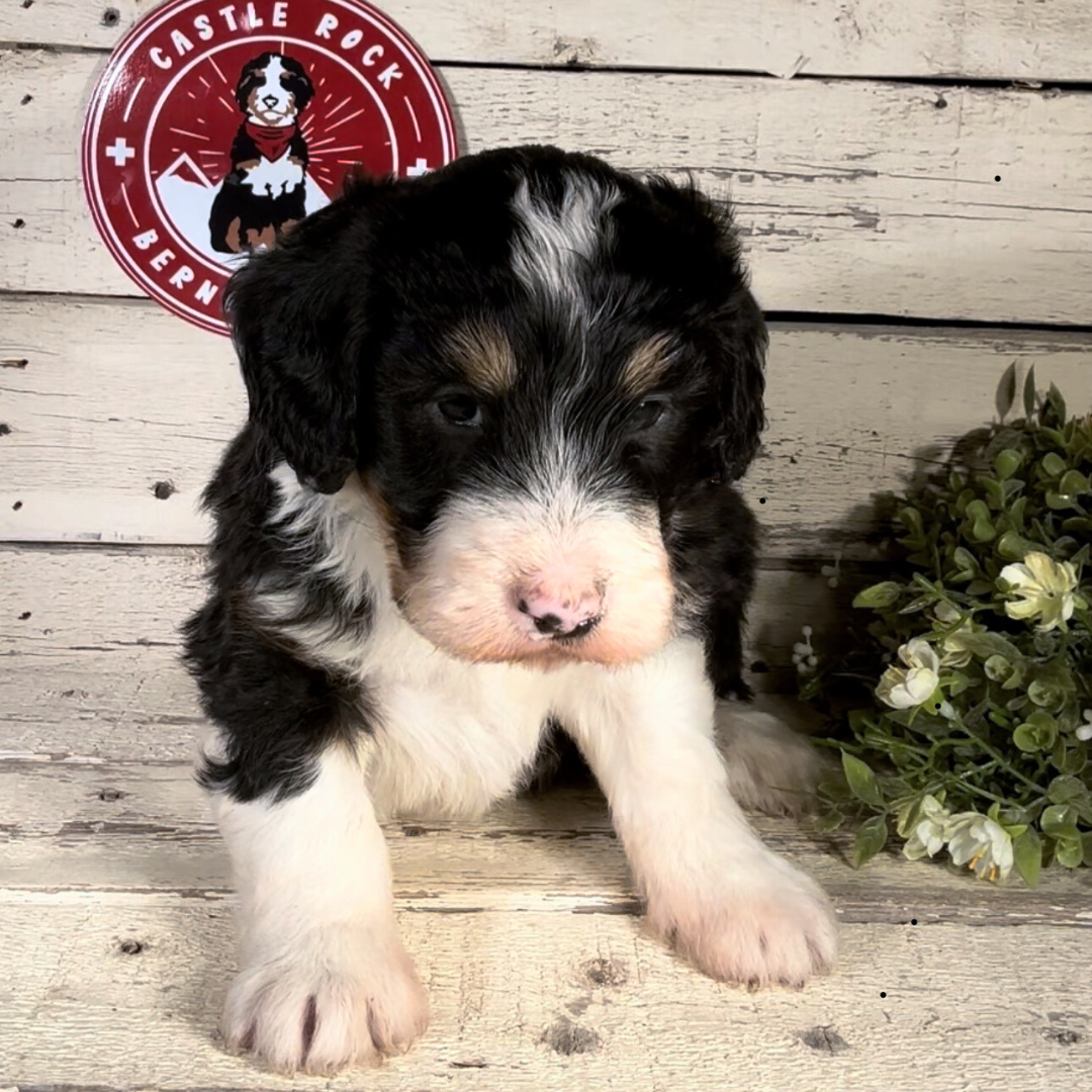 Blizzard (Male, F1 Mini Bernedoodle)
