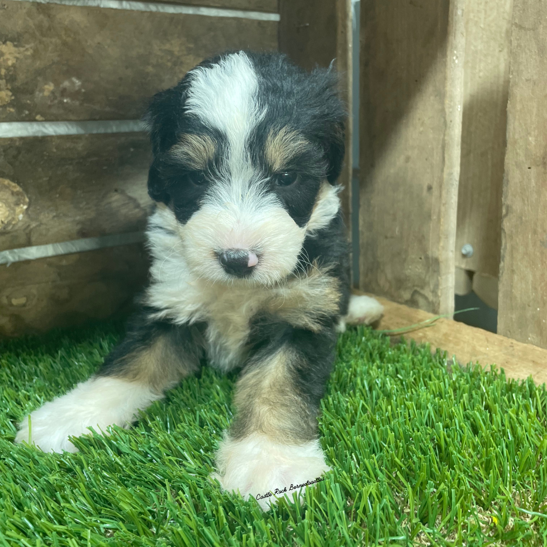 Teacup (Female, F1 Mini Bernedoodle) - FOUND A NEW HOME
