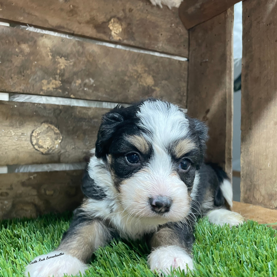 Velvet (Female, F1 Tiny Bernedoodle) - FOUND A NEW HOME