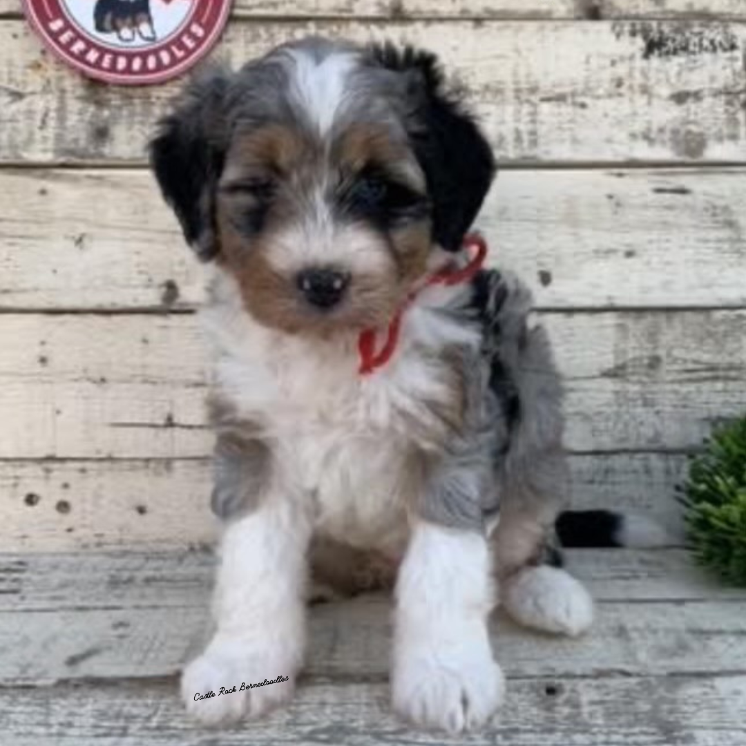 Boo (Female, F1 Mini Blue Merle) - FOUND A NEW HOME