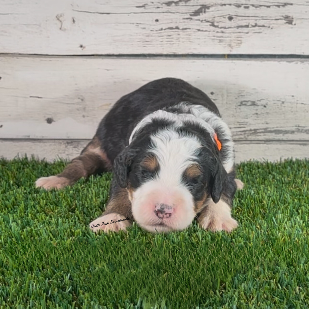 Bree (Female, F1 Major Bernedoodle) - FOUND A NEW HOME