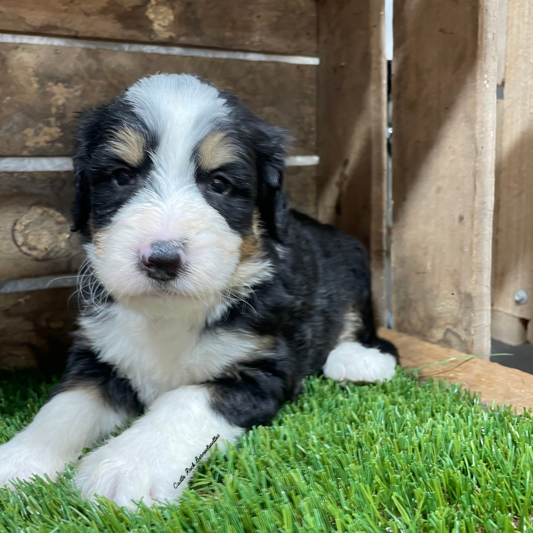 Uno (Male, F1 Mini Bernedoodle) - FOUND A NEW HOME