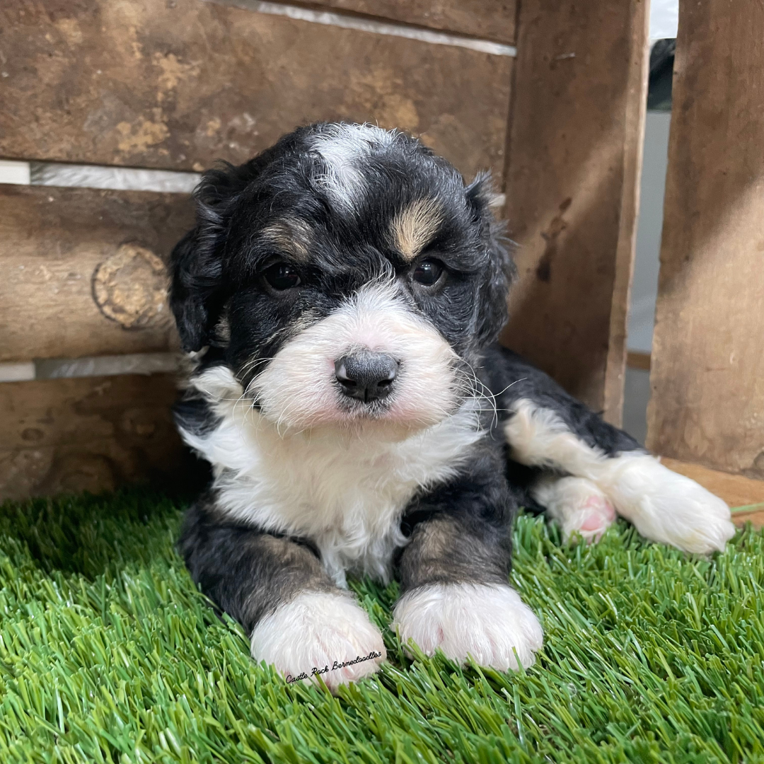 Van (Male, F1 Tiny Bernedoodle) - FOUND A NEW HOME