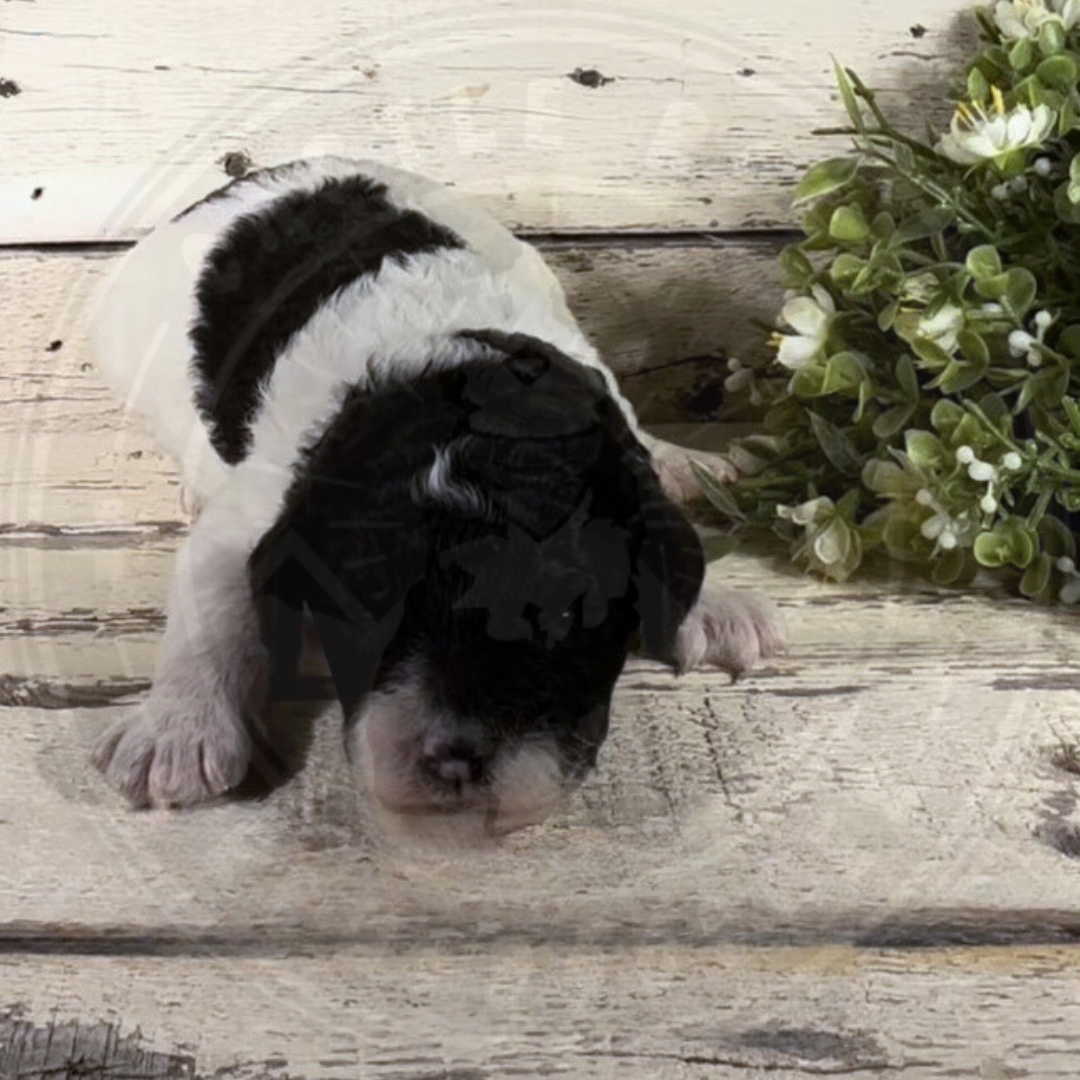 Carter (Male, F1b Mini Bernedoodle)