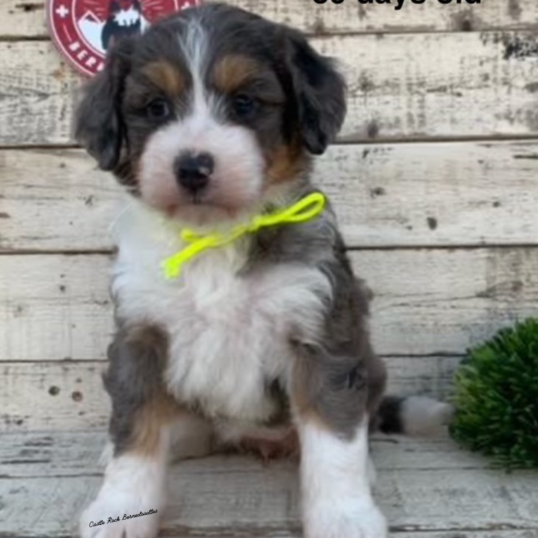 Casper (Female, F1 Mini Blue Merle) - FOUND A NEW HOME