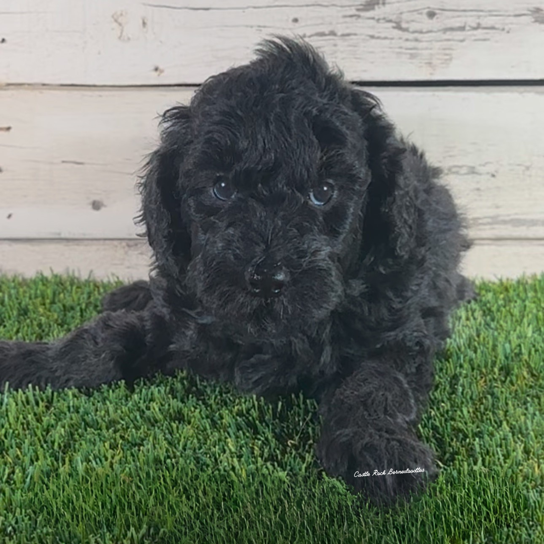 Dani (Female, F1 Maxi Bernedoodle) - FOUND A NEW HOME