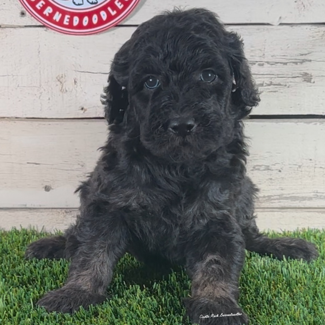 Daphne (Female, F1 Maxi Bernedoodle) - FOUND A NEW HOME