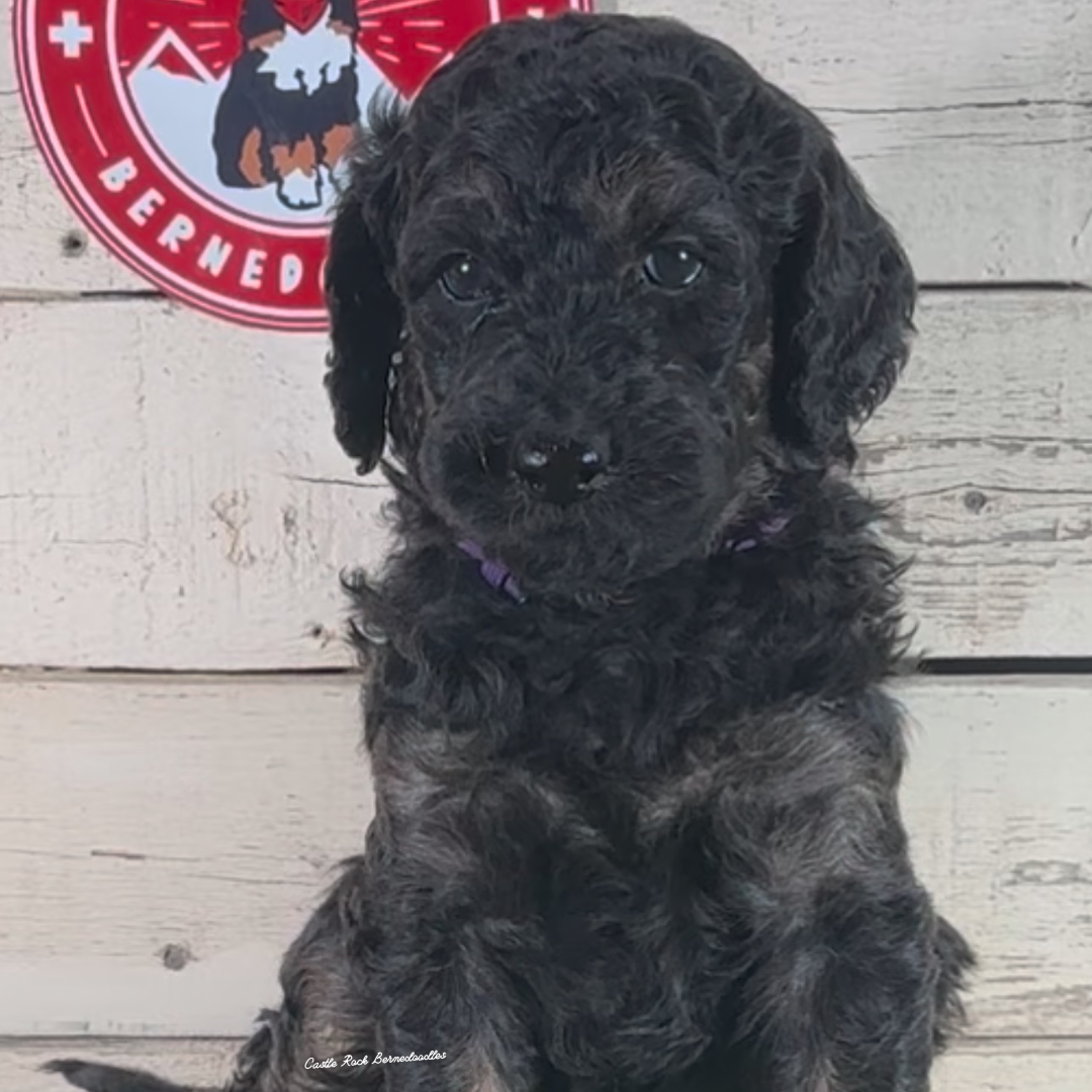 Darby (Male, F1 Maxi Bernedoodle) - FOUND A NEW HOME