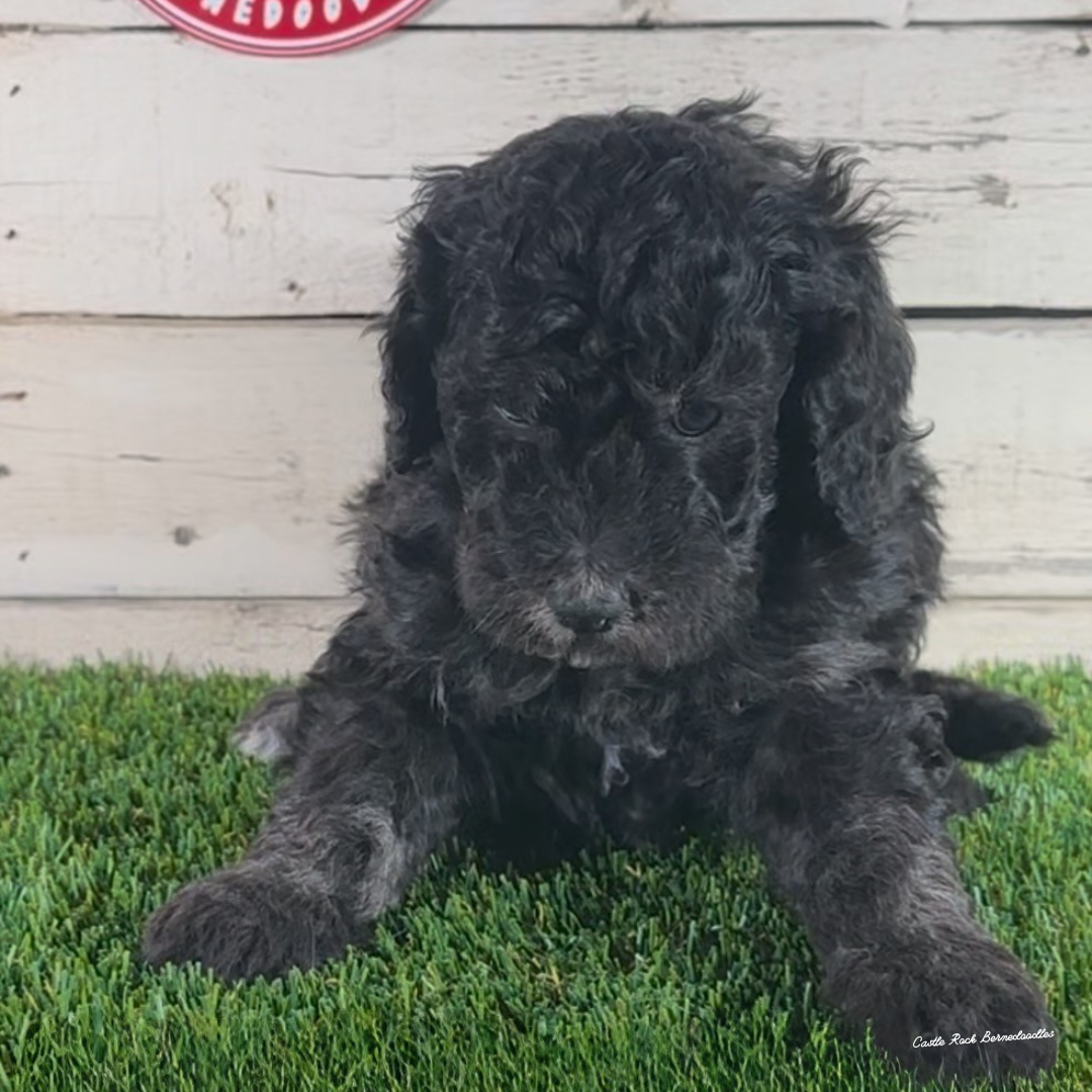 Demi (Female, F1 Maxi Bernedoodle) - Found a new home