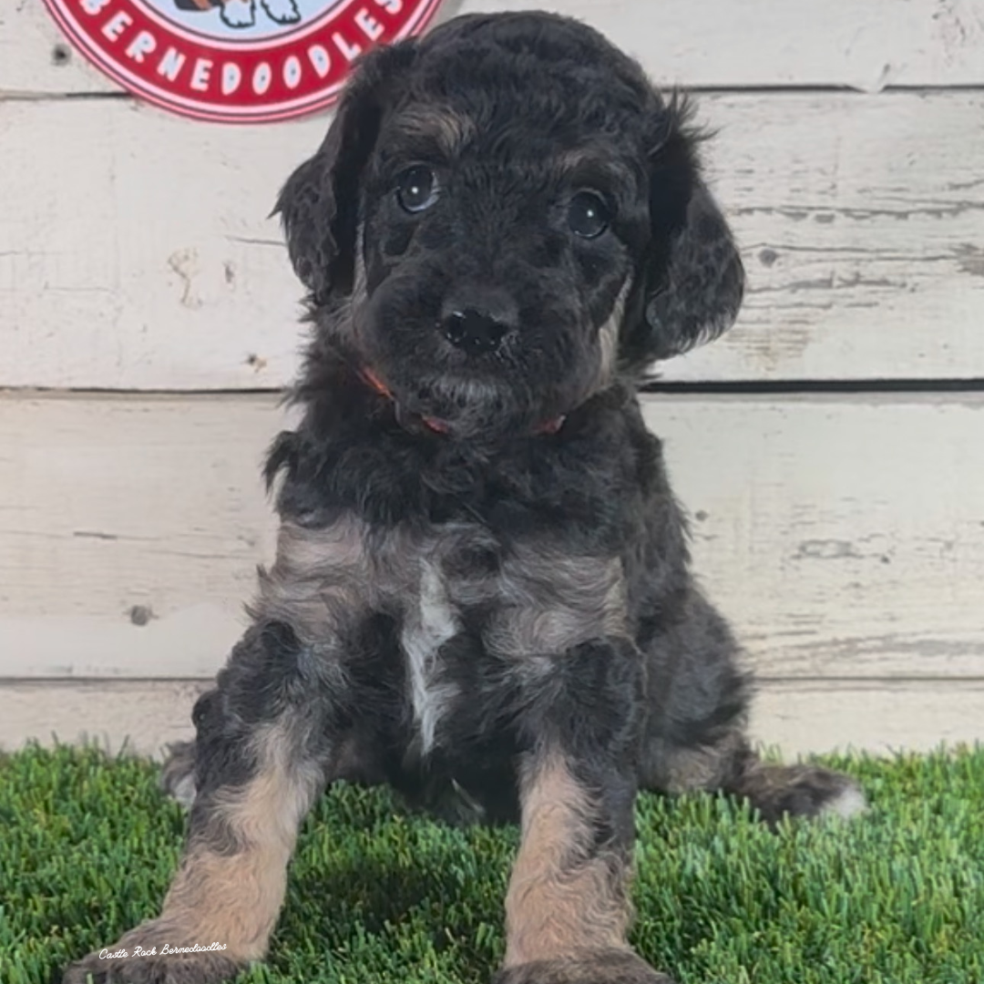Denver (Male, F1 Maxi Bernedoodle) - FOUND A NEW HOME